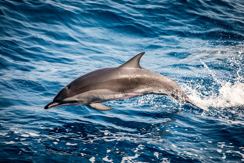    Shutterstock/FOTODOM