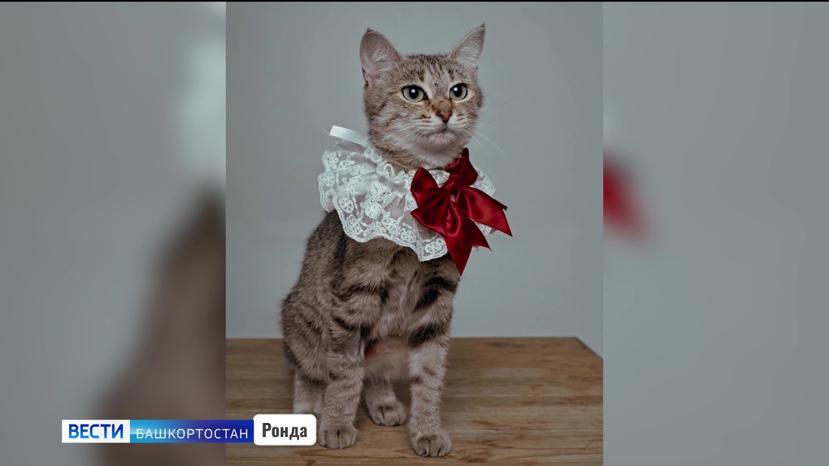    Пушистые звезды: в Уфе бездомных котят пристраивают необычным образом