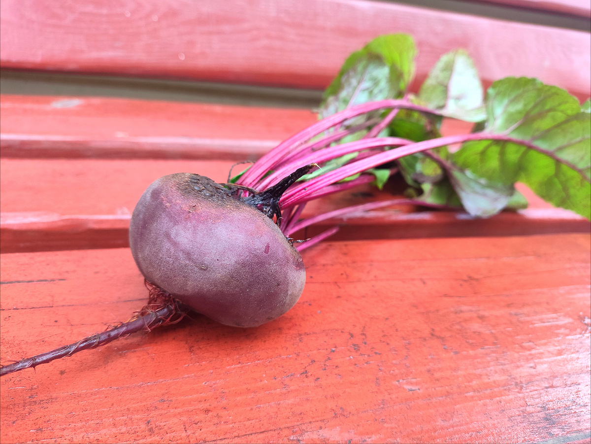 Когда убирать свёклу