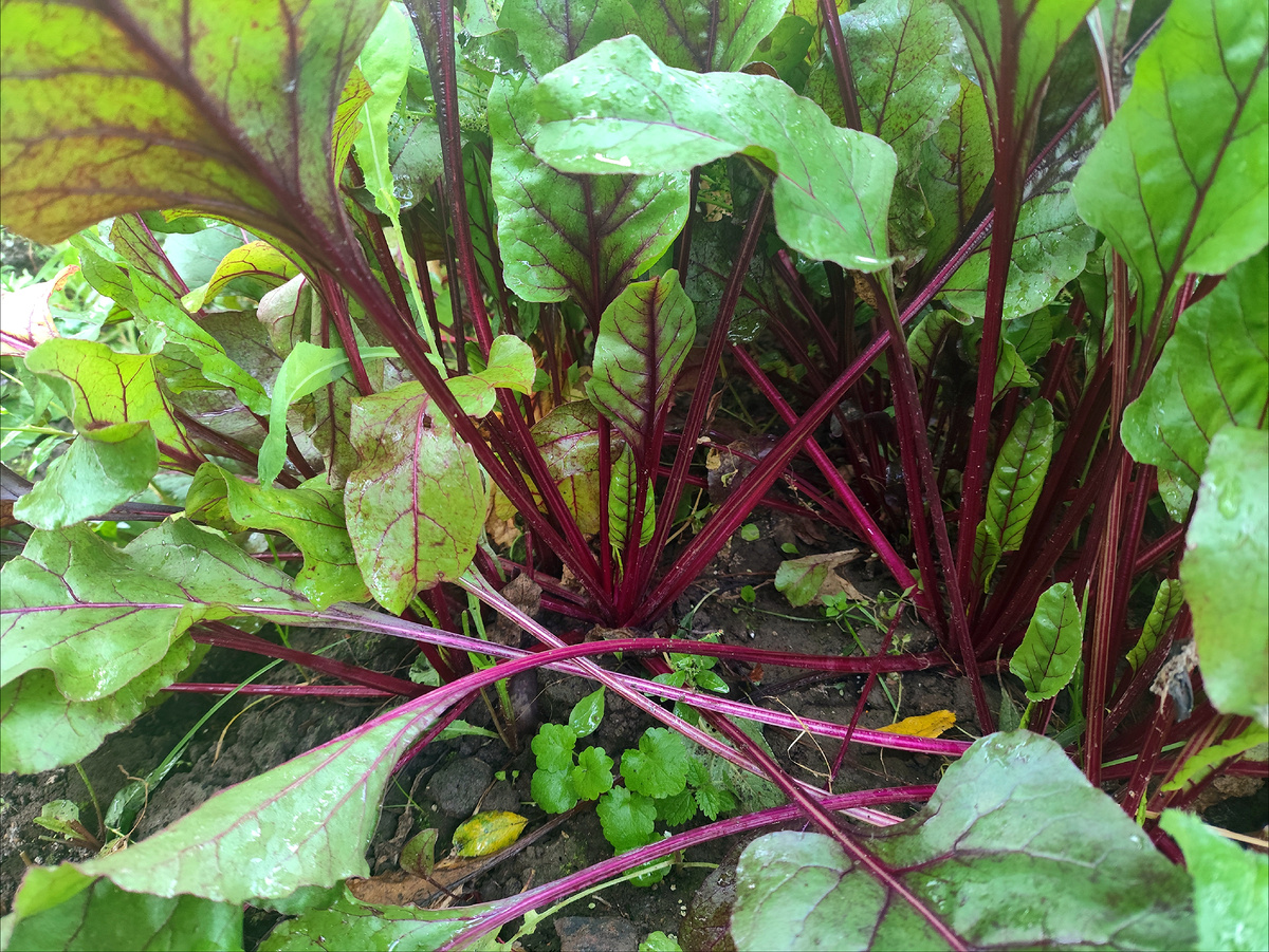 Когда выкапывают свёклу