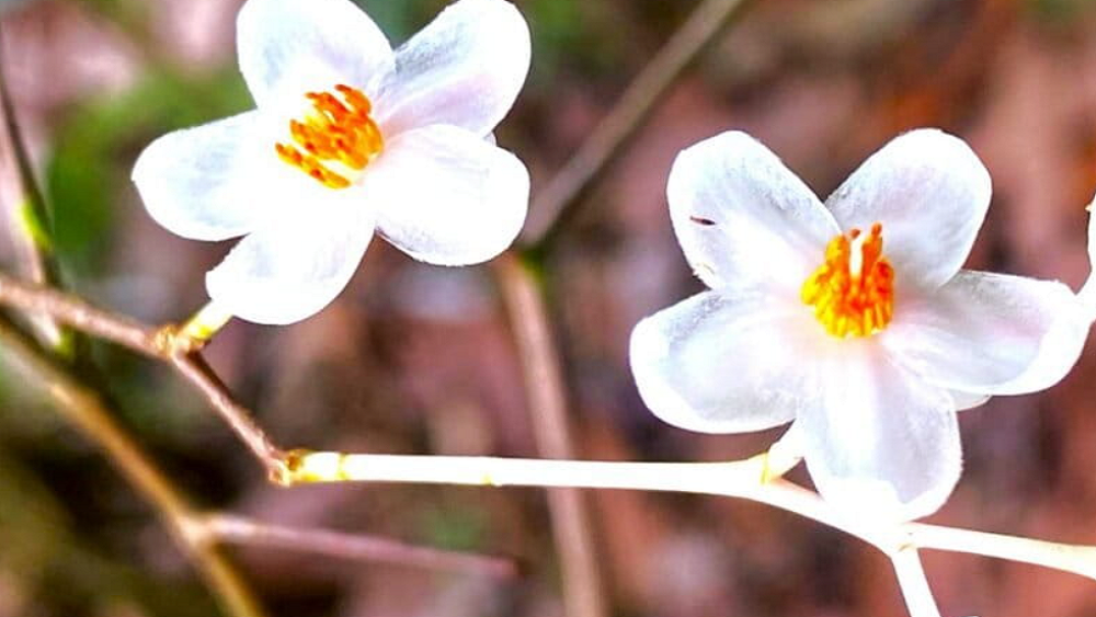     Фото: Dilmah Conservation, Amila Perera