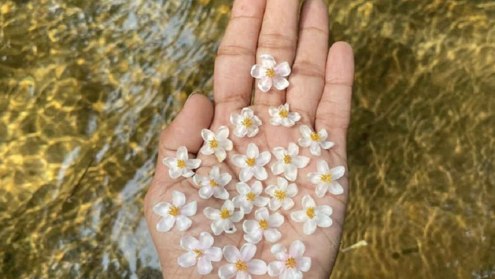     Фото: Dilmah Conservation