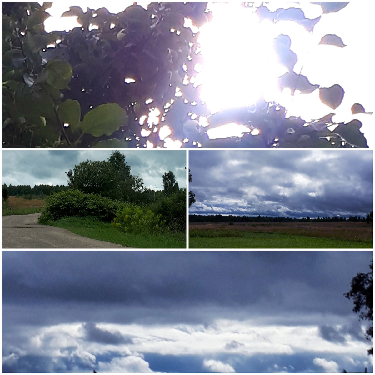 Коллаж автора 26.08.2025г.