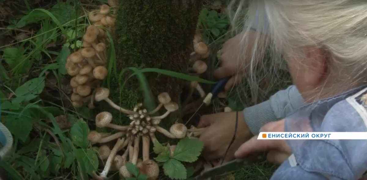     Под Енисейском пошли опята