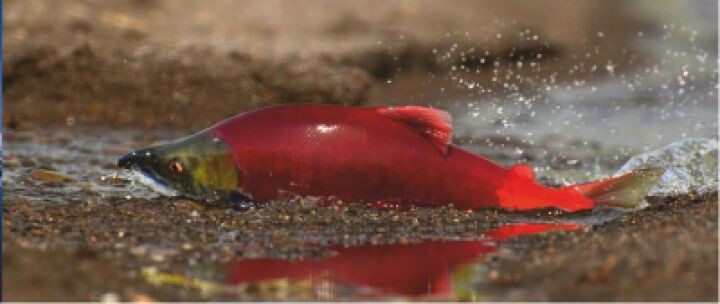    Фото:Пресс-служба ВИНРО