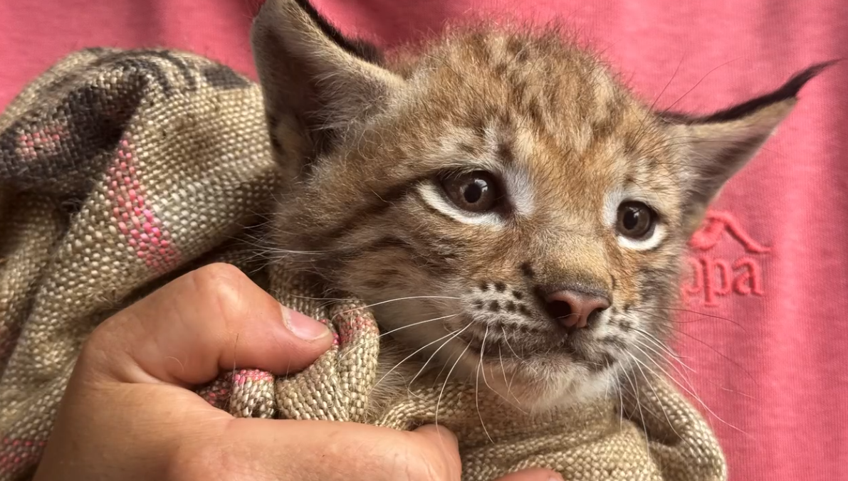    © Пермский зоопарк