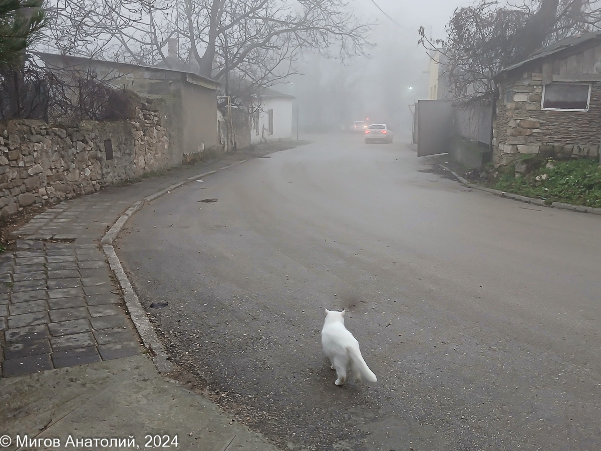 Кошка Маруся перелезла через забор и ушла в туман в поисках приключений.