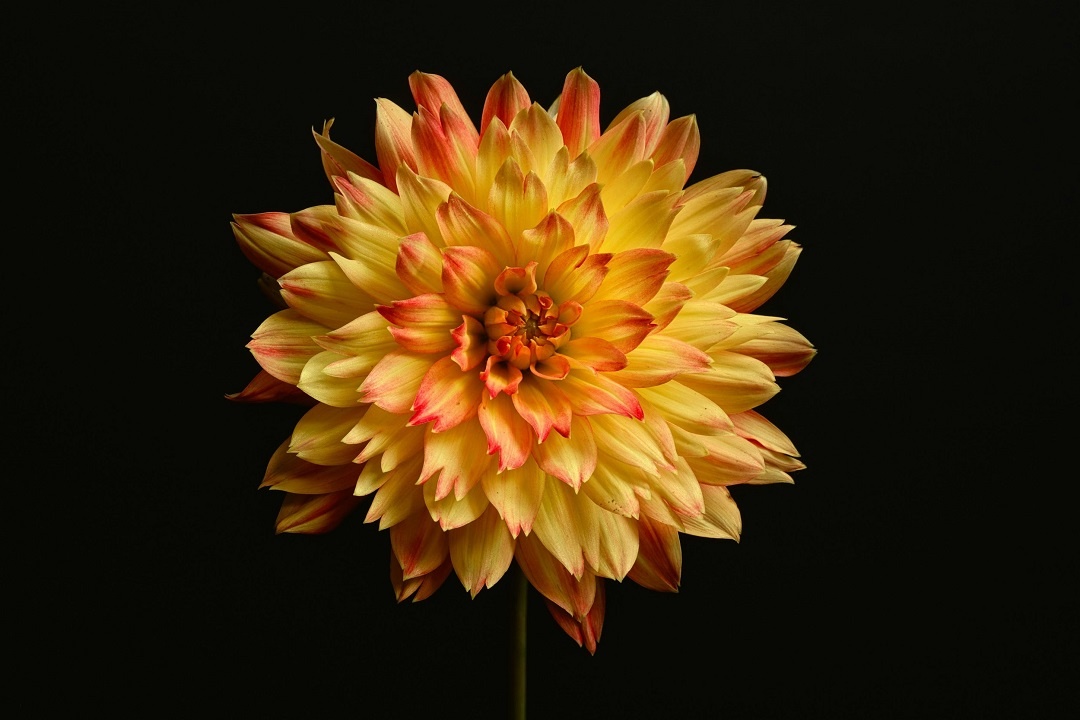 Источник: https://unsplash.com/  