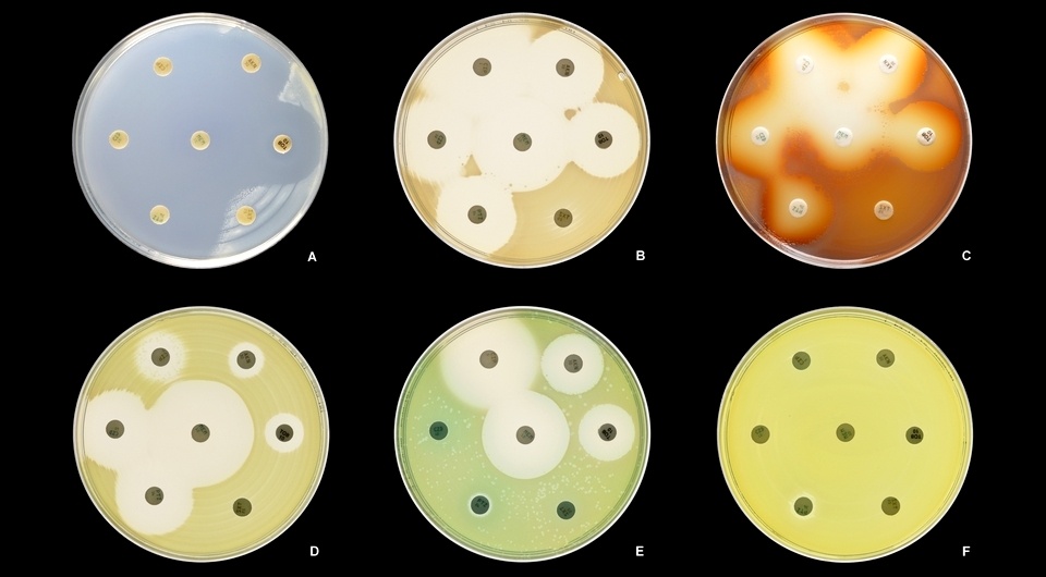   HansN. / Wikimedia Commons / CC-BY-SA-4.0