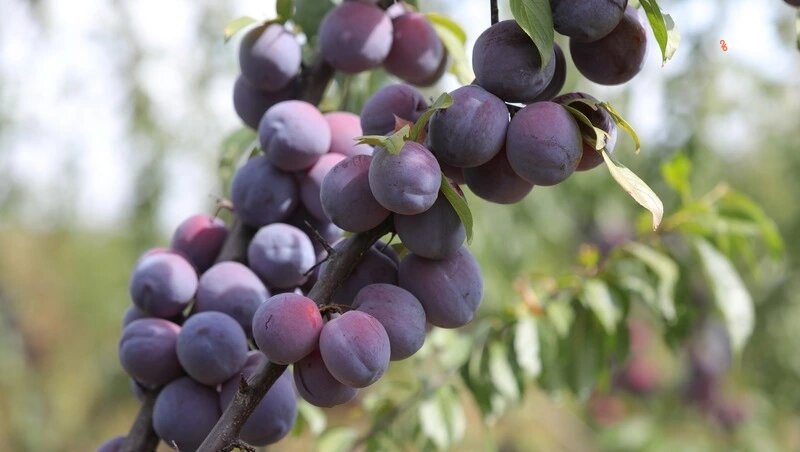      Фото: Дмитрий Ахмадуллин / / ИА «Победа26»