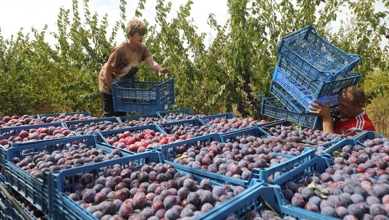    На Ставрополье уже собрали 170 тонн слив Фото: Дмитрий Ахмадуллин / / ИА «Победа26»