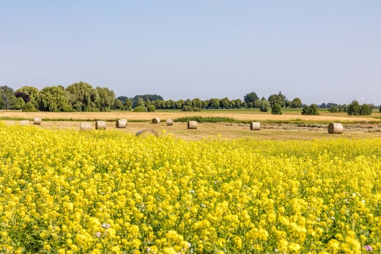     Горчица быстро растет, легко заделывается в почву и может заменить навоз Frank Hammerschmidt / dpa/picture-alliance / TASS