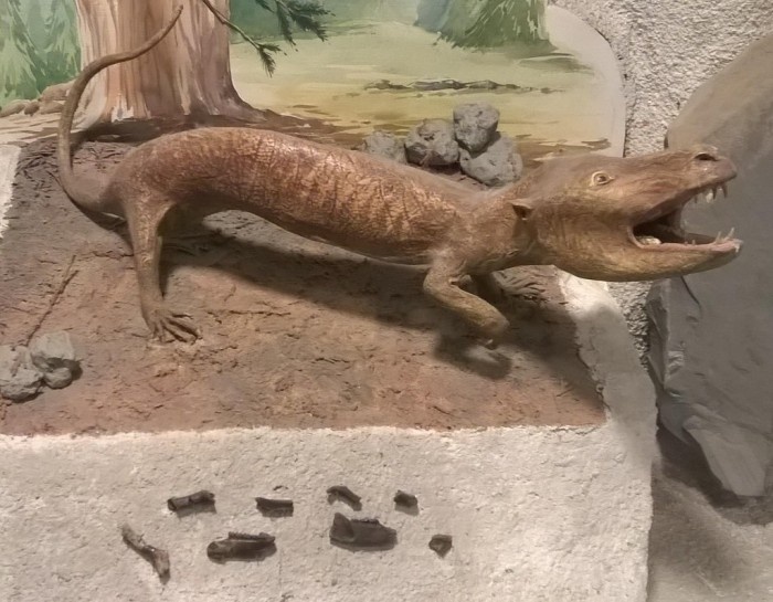 Реконструированная модель олигокифа.