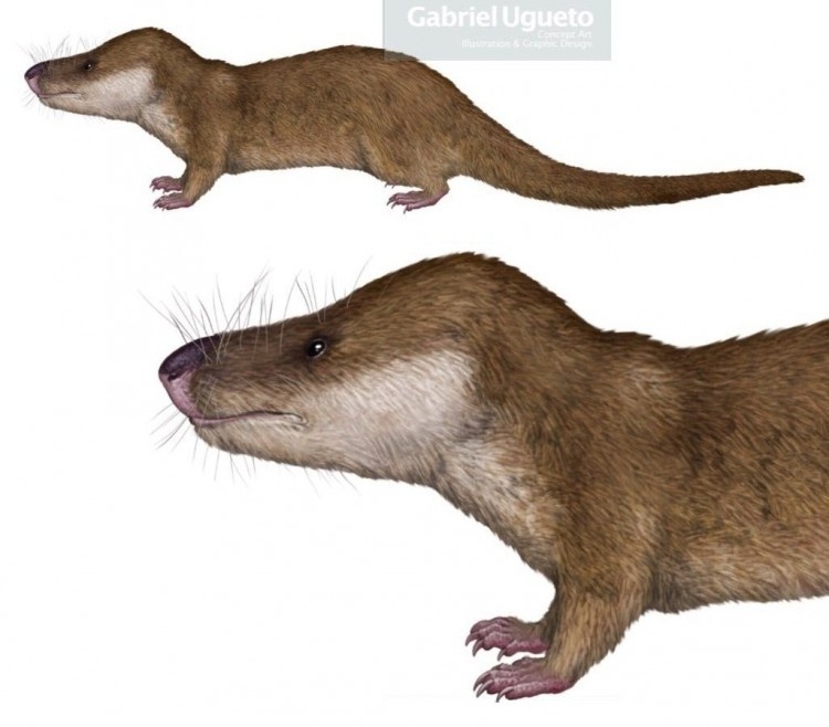 Олигокиф, реставрация прижизненного облика от Габриэля Угуэто.