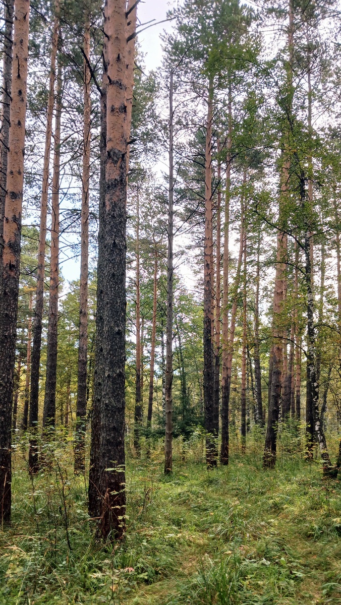 "Доброе утро, мир! Ты прекрасен!" Фото автора