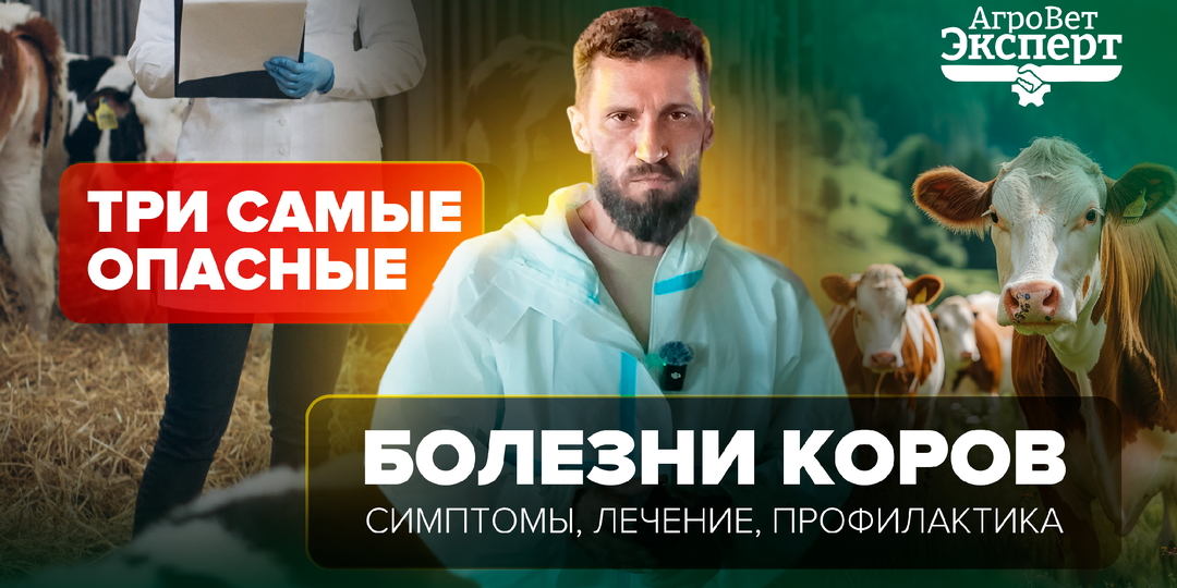 Топ-3 опаснейших болезней коров: симптомы, лечение и профилактика