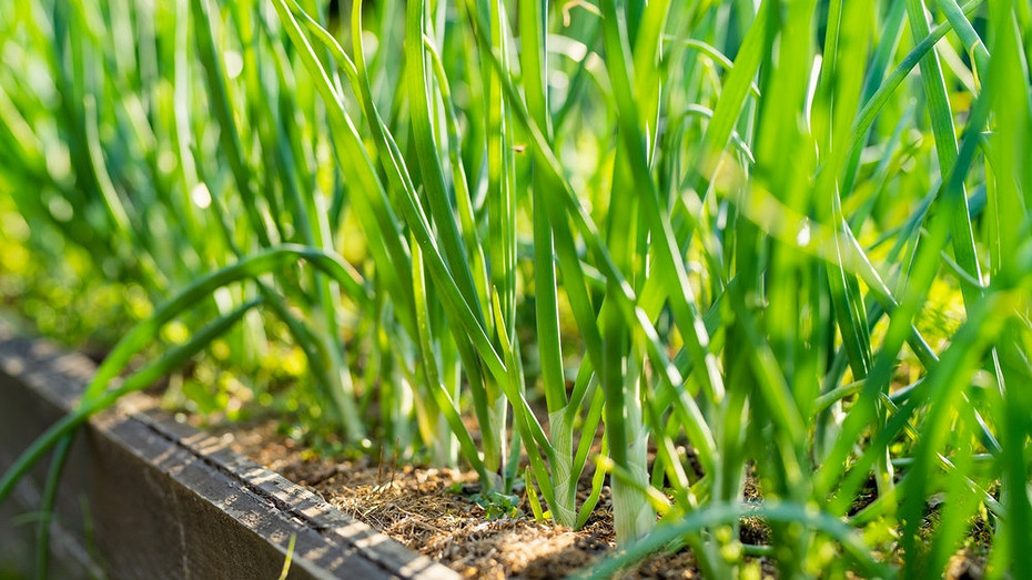 ShutterStock/Fotodom.ru