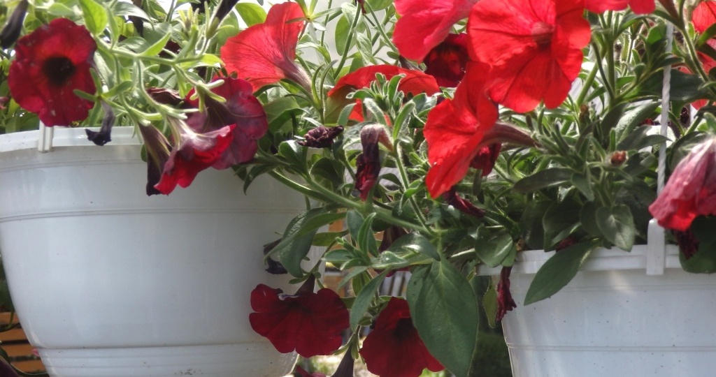 Почему гибнут цветы в кашпо и вазонах