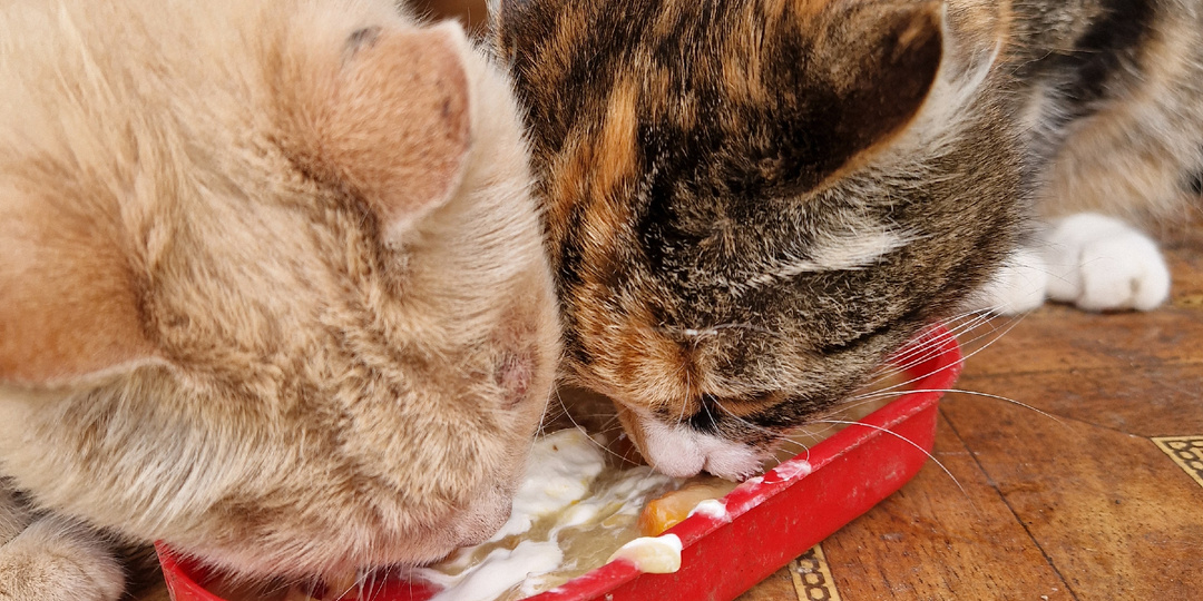 Тёплое счастье