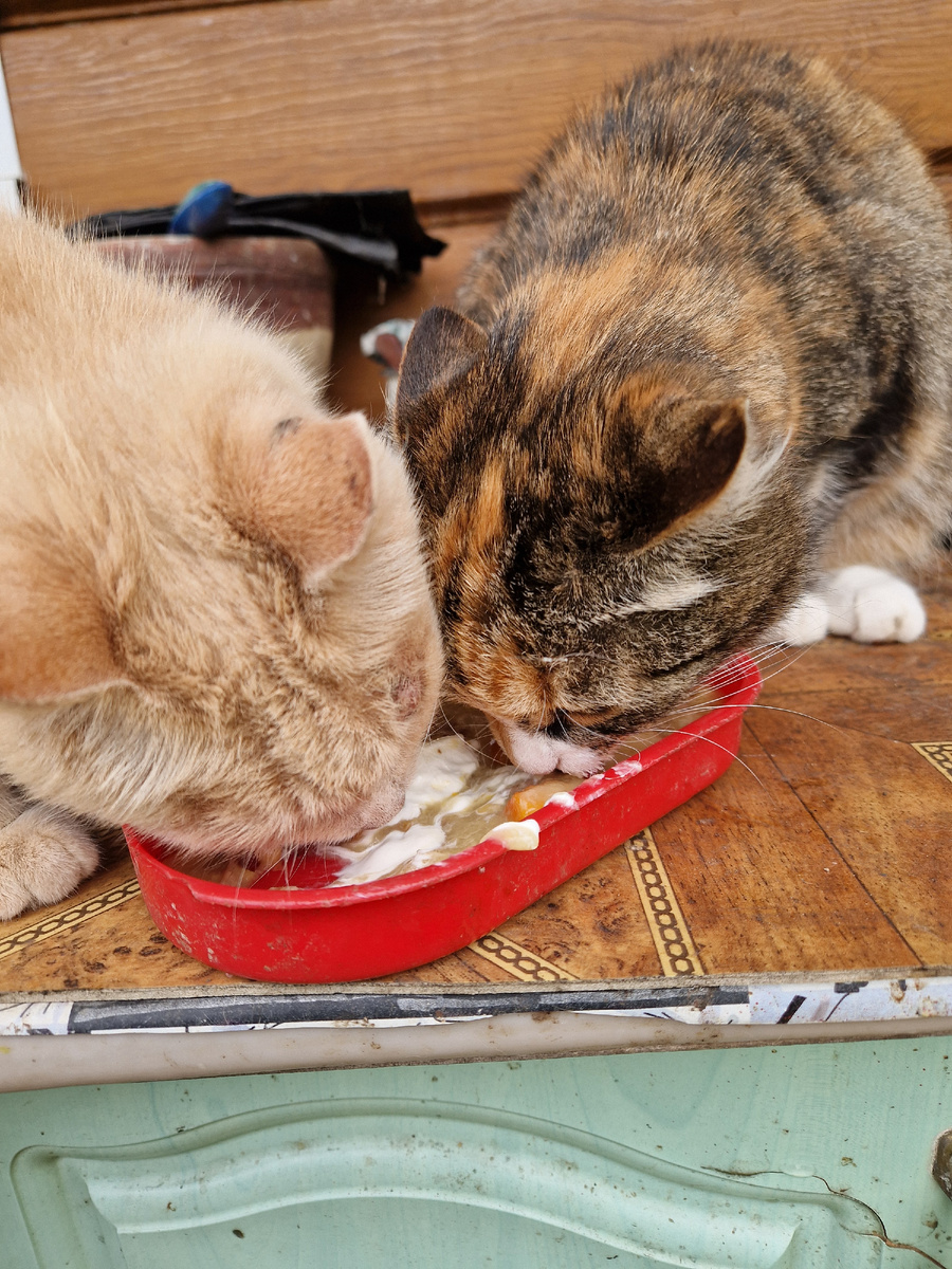 Дуся и Люся