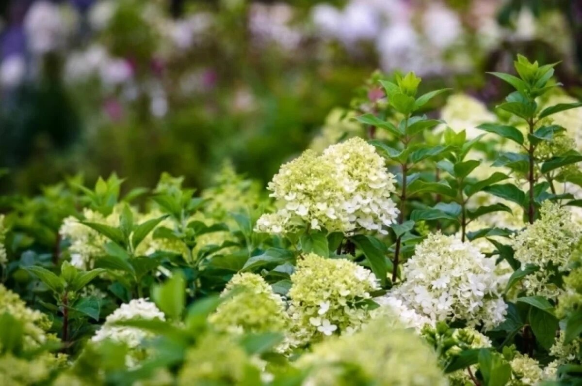    В Екатеринбурге на набережной Исети создадут цветники