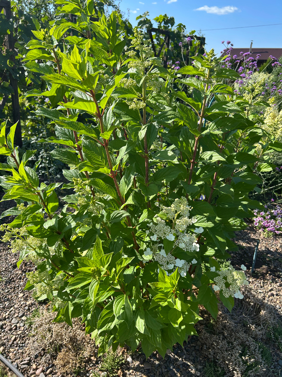 Молодая Грандифлора. Фото Мой второй сад