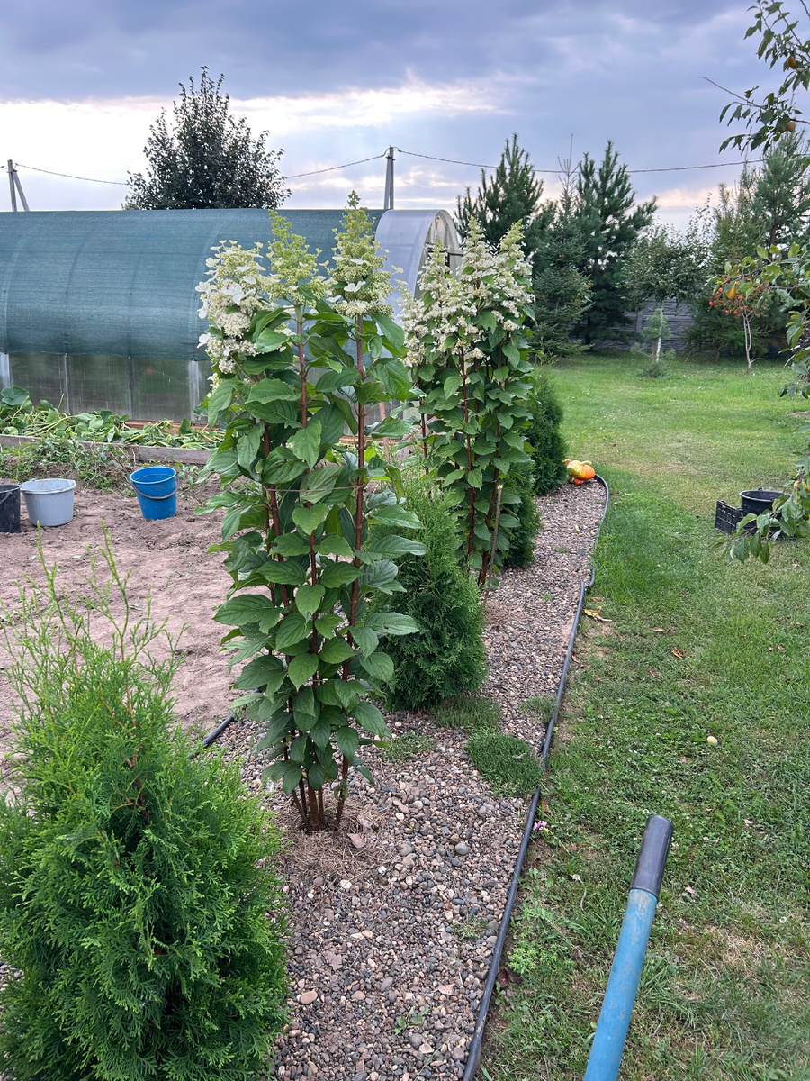 Маскируем картофельный участок. Фото Мой второй сад