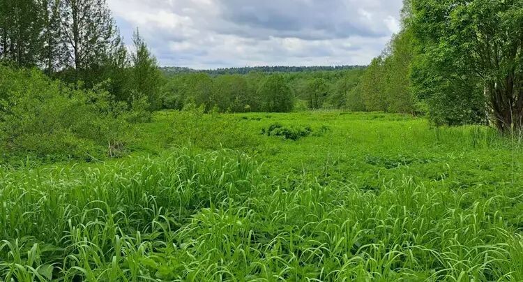   Участок на торгах в Можайском округе / Единый портал торгов Московской области ЕАСУЗ
