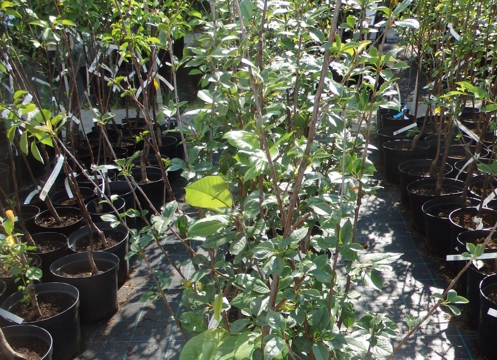  Август. Саженцы вишни в питомниках в большом количестве