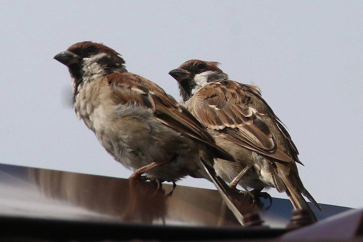    Фото: от участников переписи, источник: info-rm.com