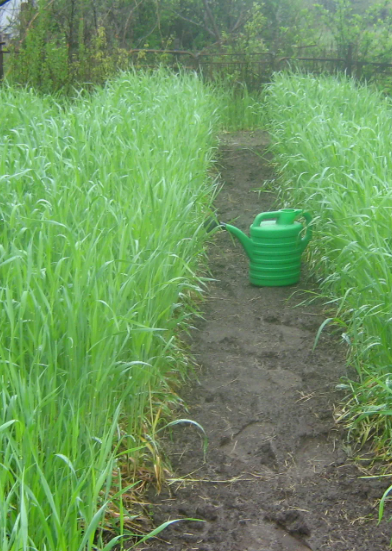 Вам не нужно засевать все картофельное поле рожью - достаточно пары грядок. Личинки доберутся к месту гибели сами.