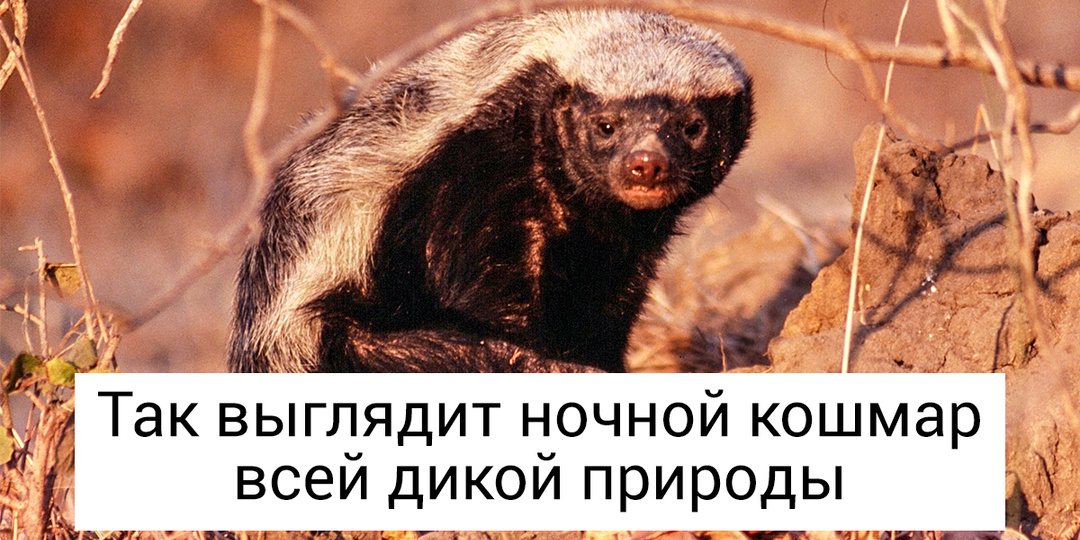 8 существ нашей планеты, которые до сих пор удивляют ученых