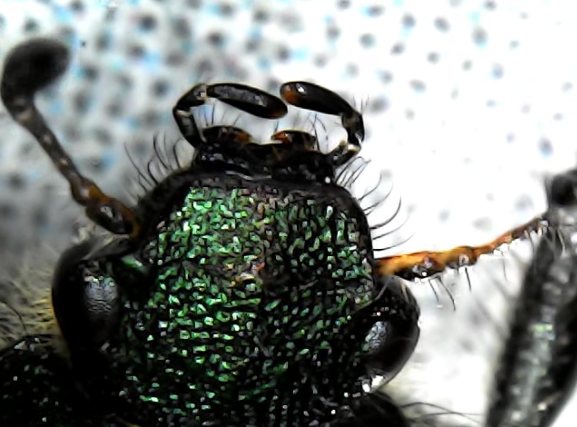 Бронзовка - довольно миловидная