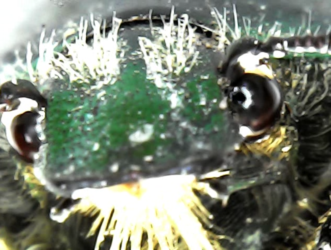 Мордаха смешная (бронзовка мраморная, лат. Potosia lugubris)