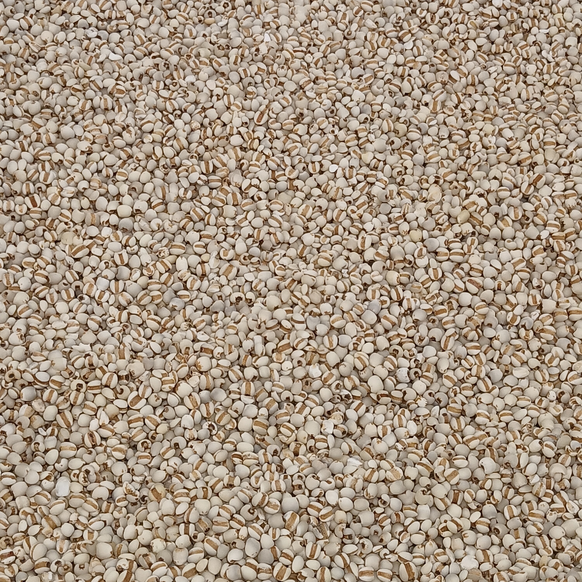 Зерна коикса