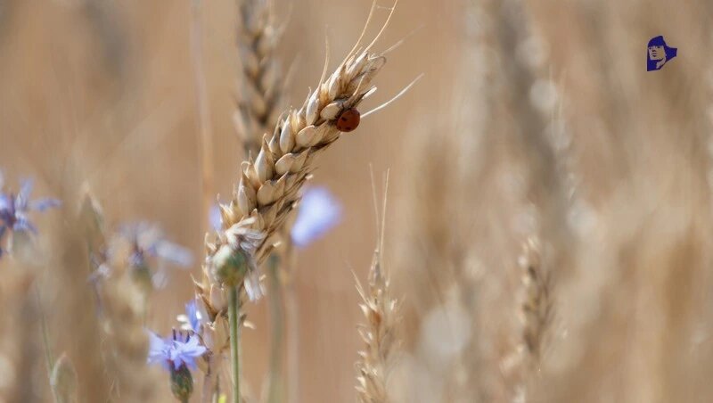      Фото: ИА «Победа26»