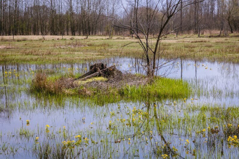    Politico: Финляндия и Польша озаботились восстановлением болот для защиты от России