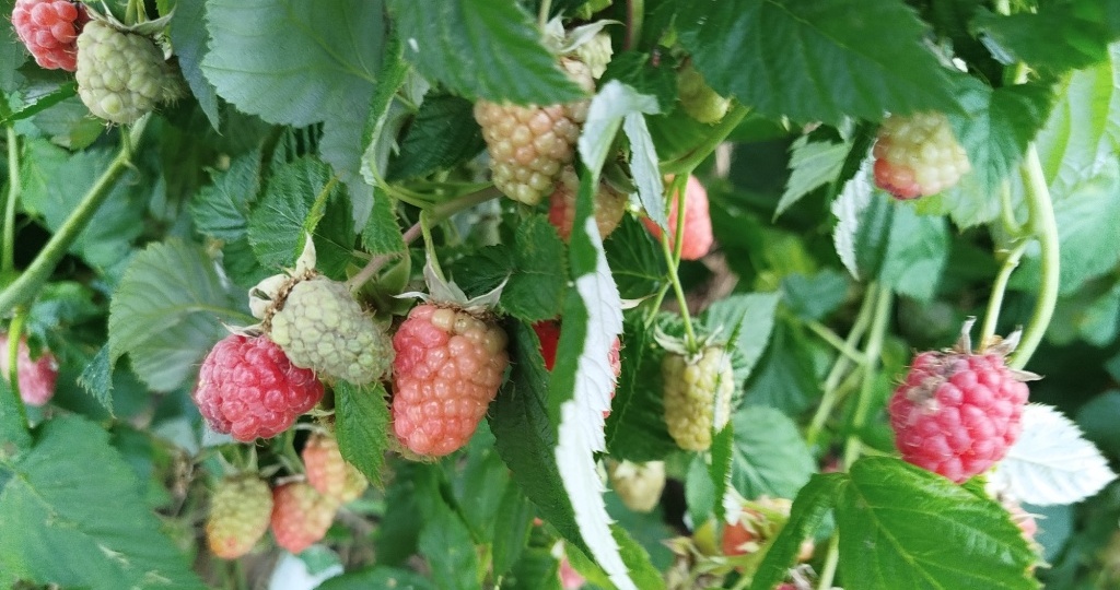 Почему не вызревает ремонтантная малина