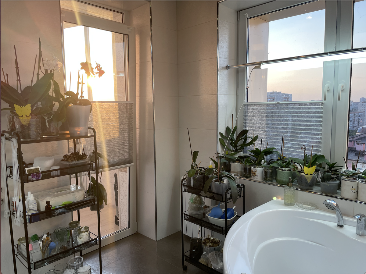 Орхидейный Санаторий. Орхидеи С Еленой Кузнецовой