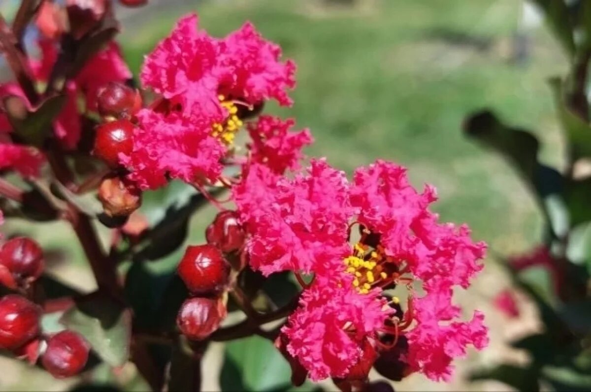    В парке им. Гагарина в Симферополе начала цвести лагерстремия