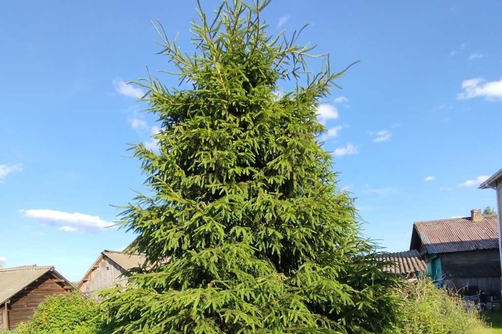  Ель нуждается в обрезке