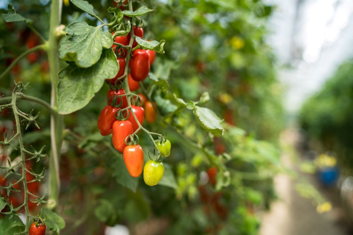 Фото: Александр Плонский / «Агроэксперт»