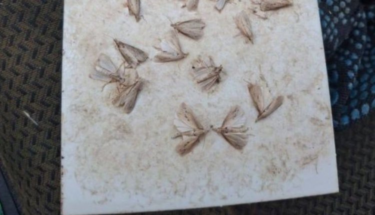    Фото: Филиал Россельхозцентра по Республике Калмыкия