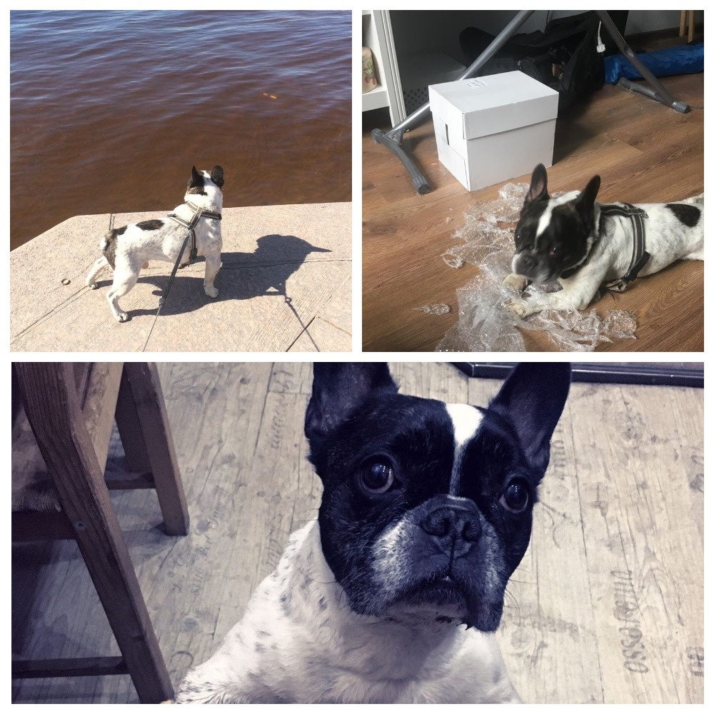 Коллаж сгенерирован автором на сайте mycollages.ru