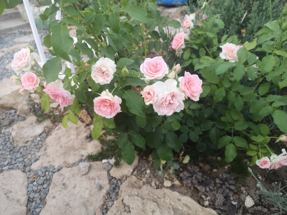 Просто для картинки