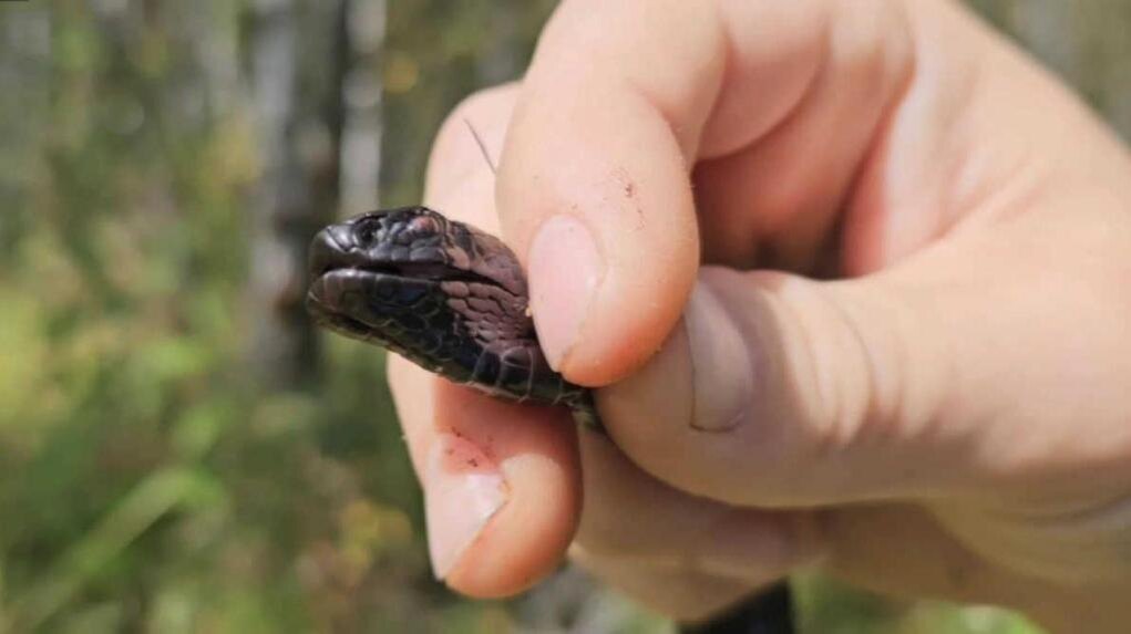    Фото: Эй, Новосибирск! \ Telegram