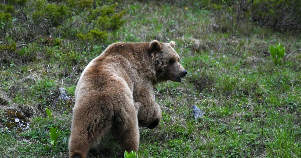 Фото: пресс-служба Кавказского заповедника