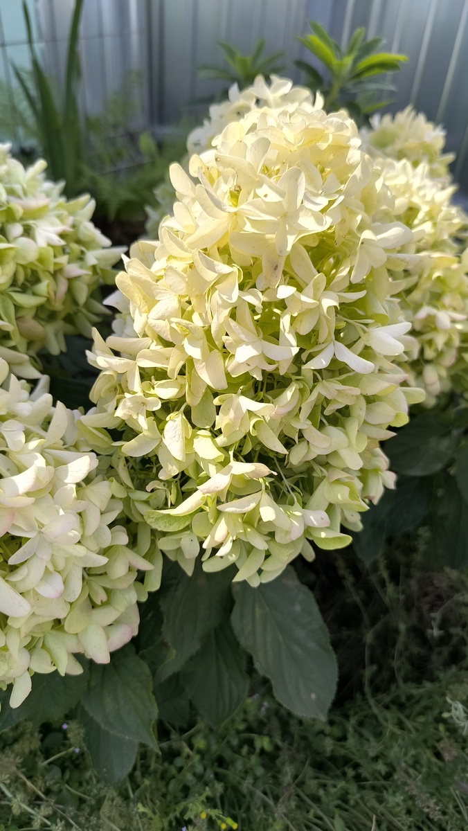 Скайфолл начало августа.