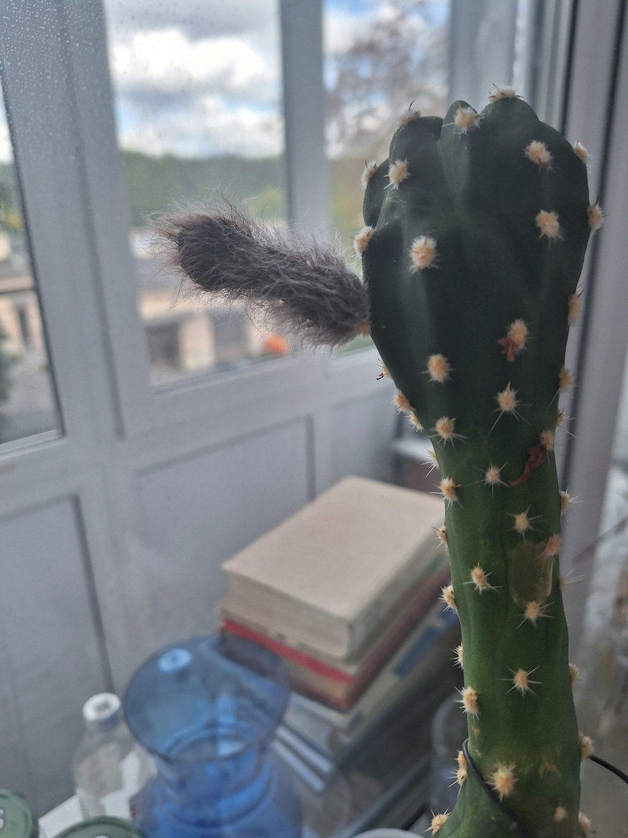 Фото - собственность автора канала "ТАК НАДО".