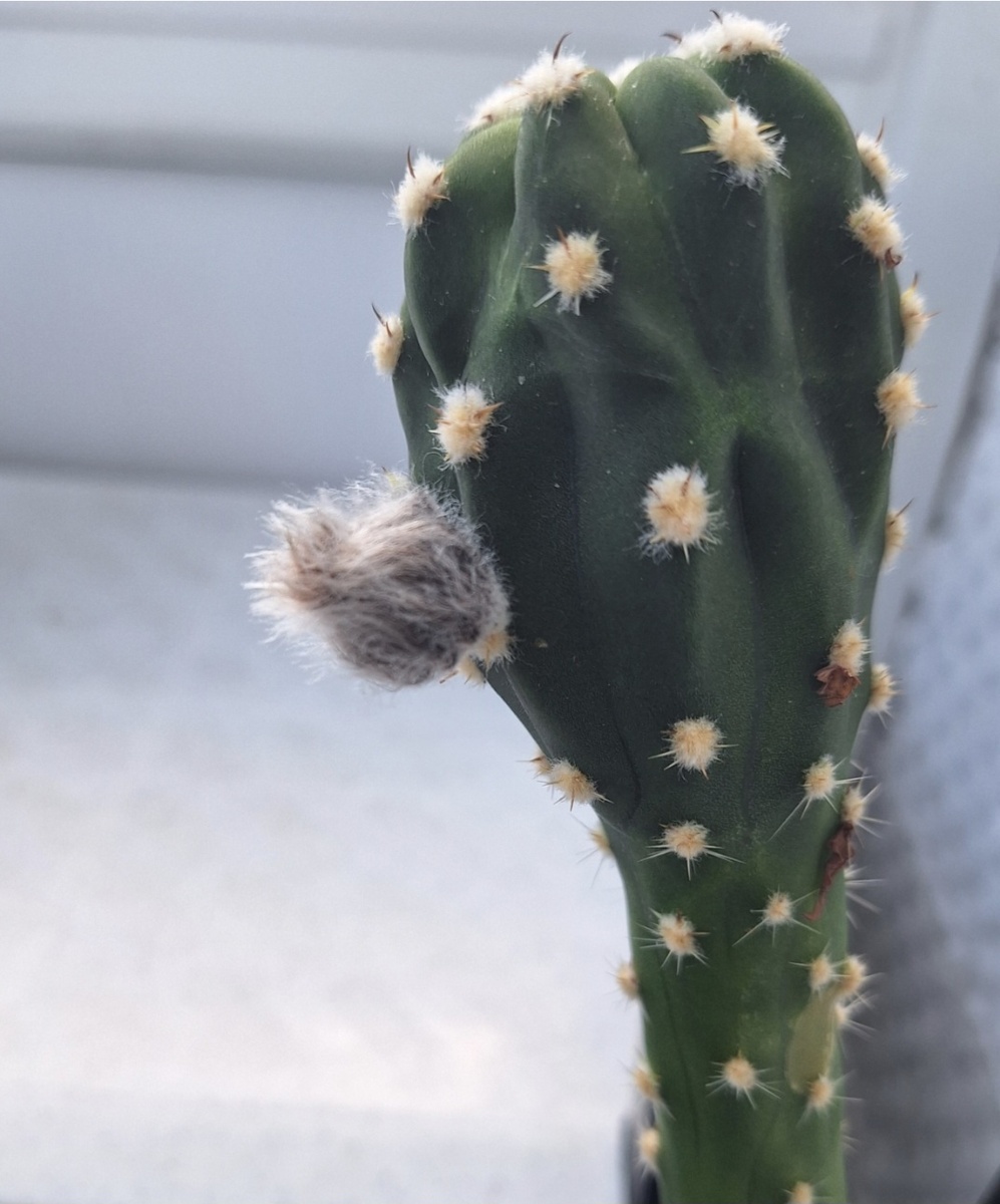 Фото - собственность автора канала "ТАК НАДО".